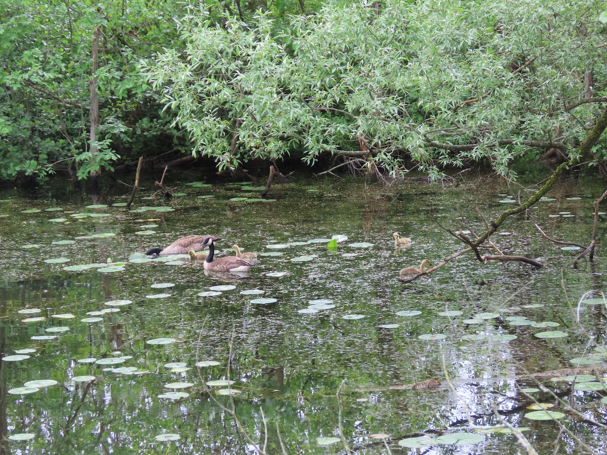 Canada Goose - Sandy Morrissey