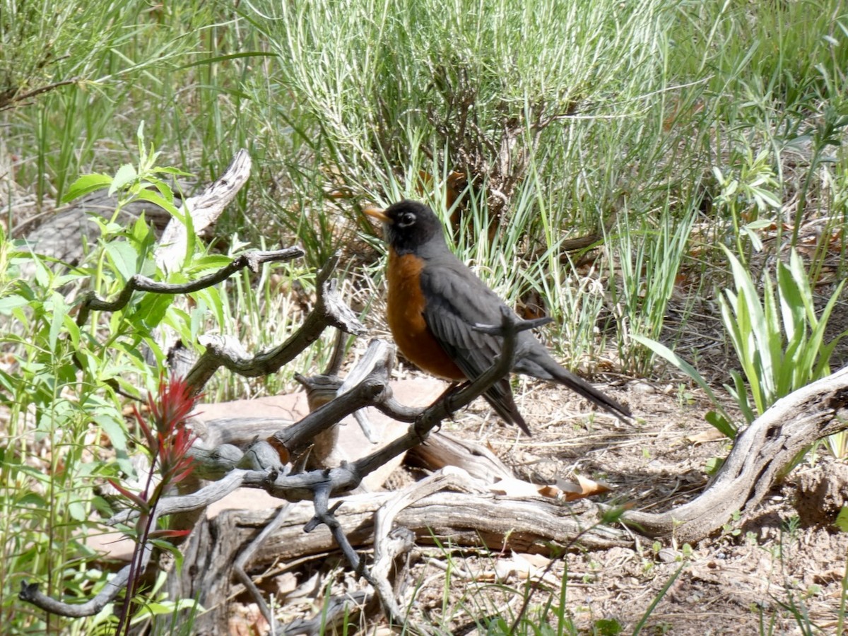 American Robin - Donna Feldman