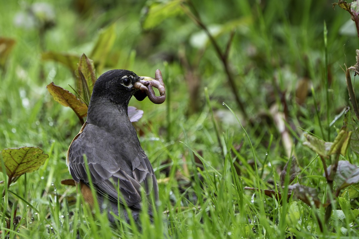 American Robin - ML619634328