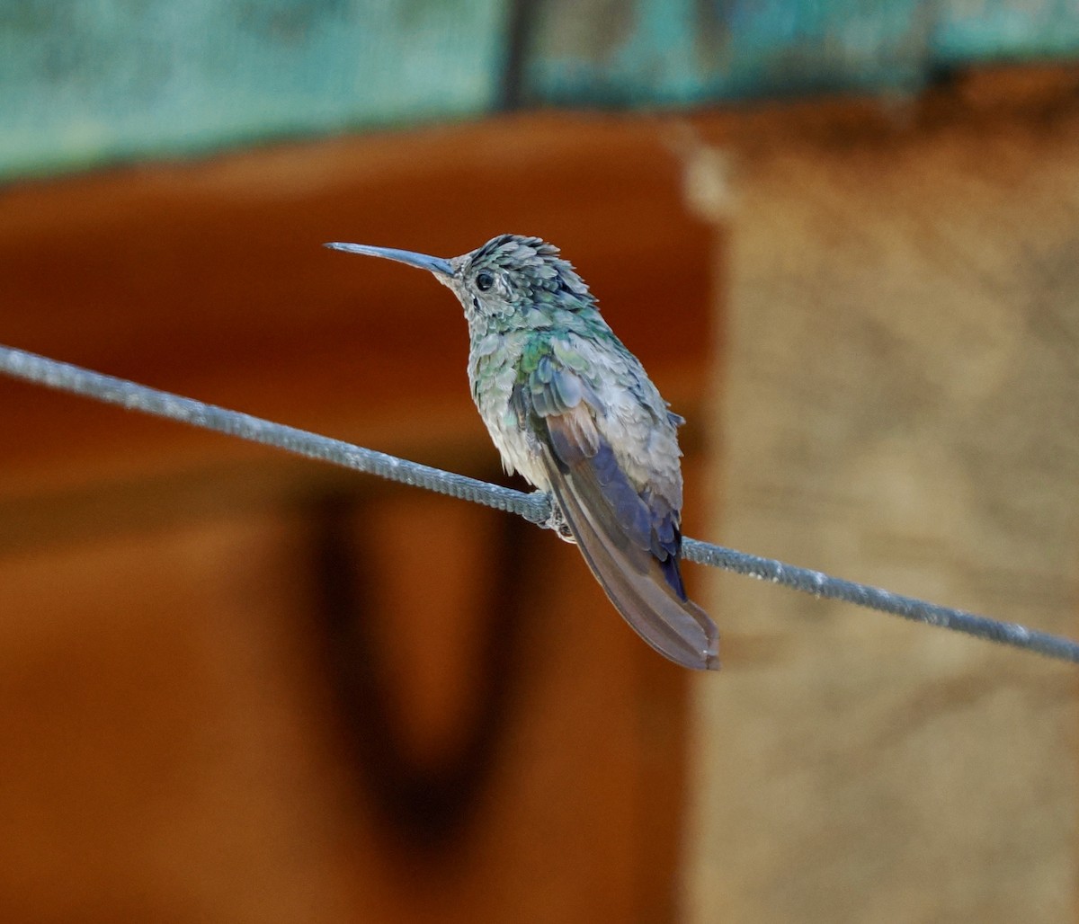 Berylline Hummingbird - Rishab Ghosh