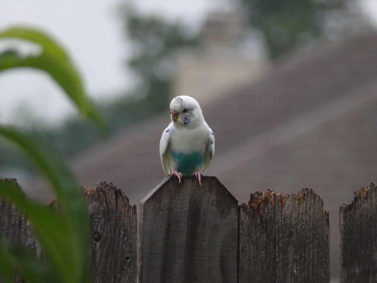 Budgerigar (Domestic type) - Texas Bird Family