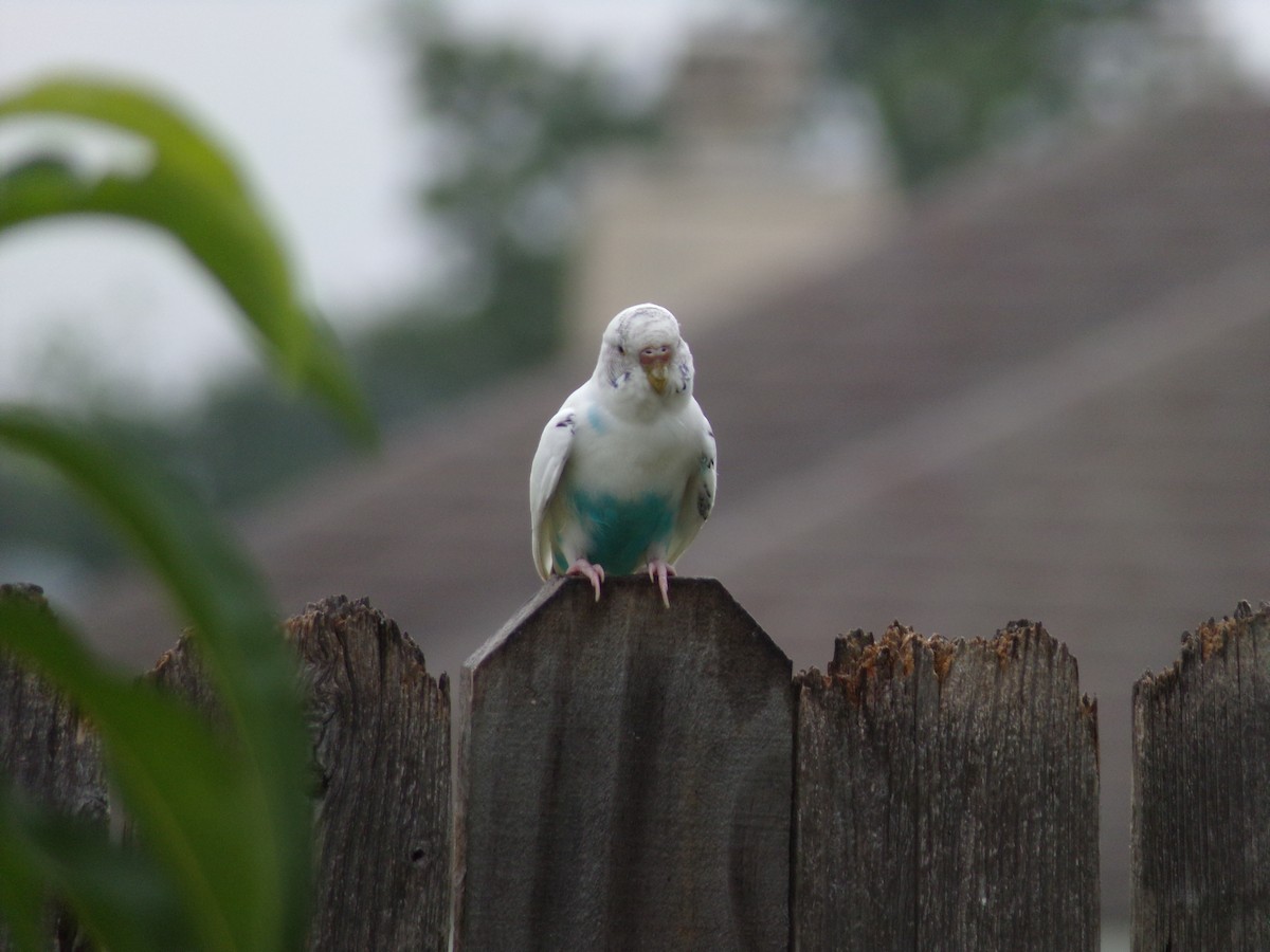 Budgerigar (Domestic type) - Texas Bird Family