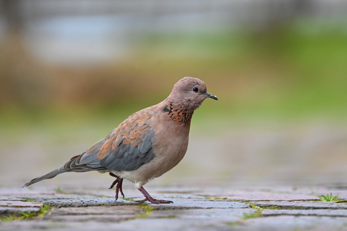 Laughing Dove - Marcelina Poddaniec