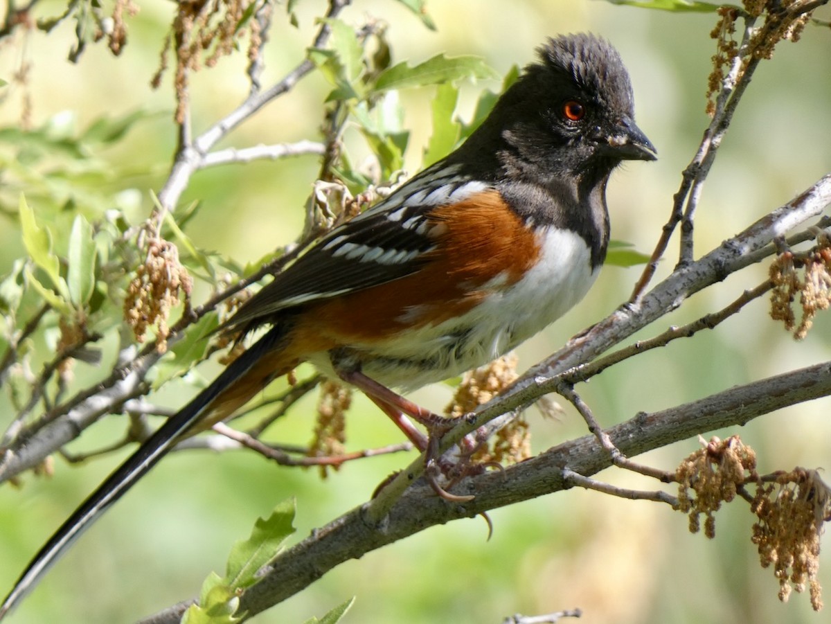 Spotted Towhee - ML619634337
