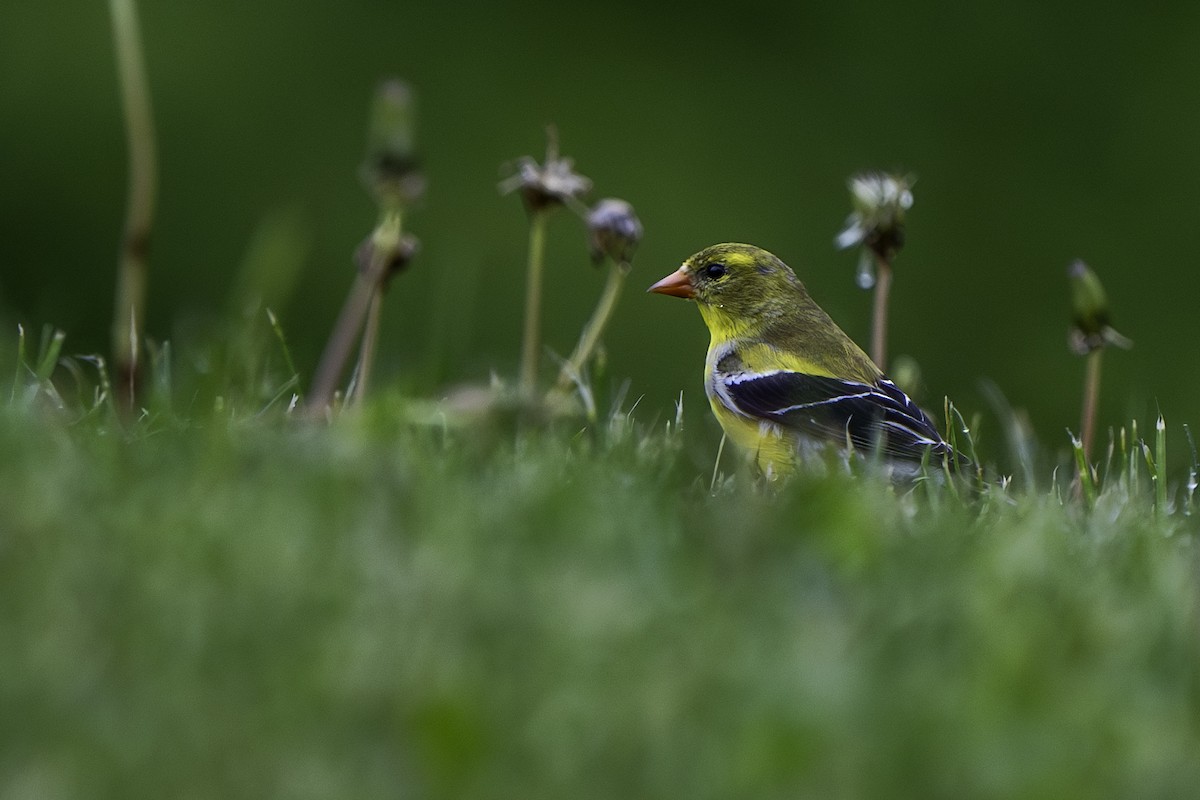 American Goldfinch - ML619634346