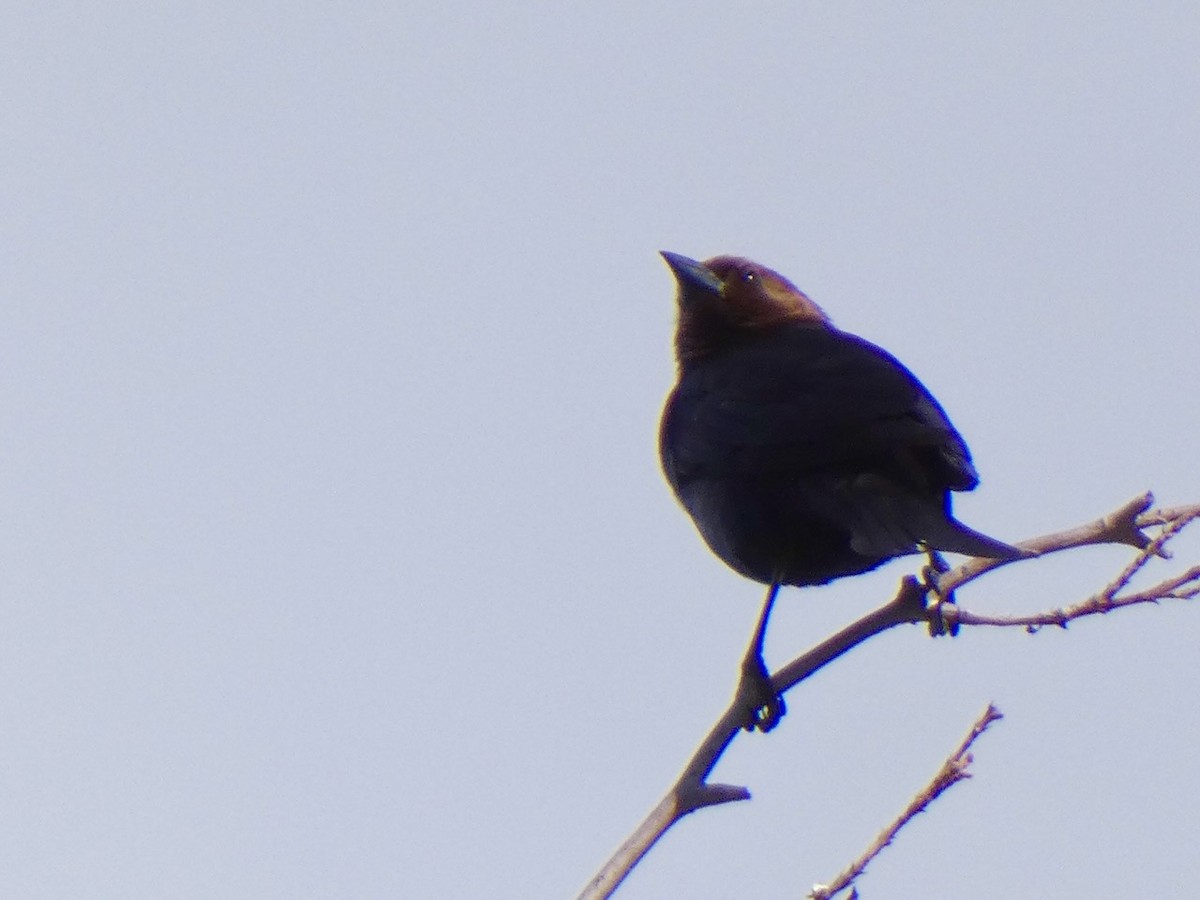 Brown-headed Cowbird - ML619634349