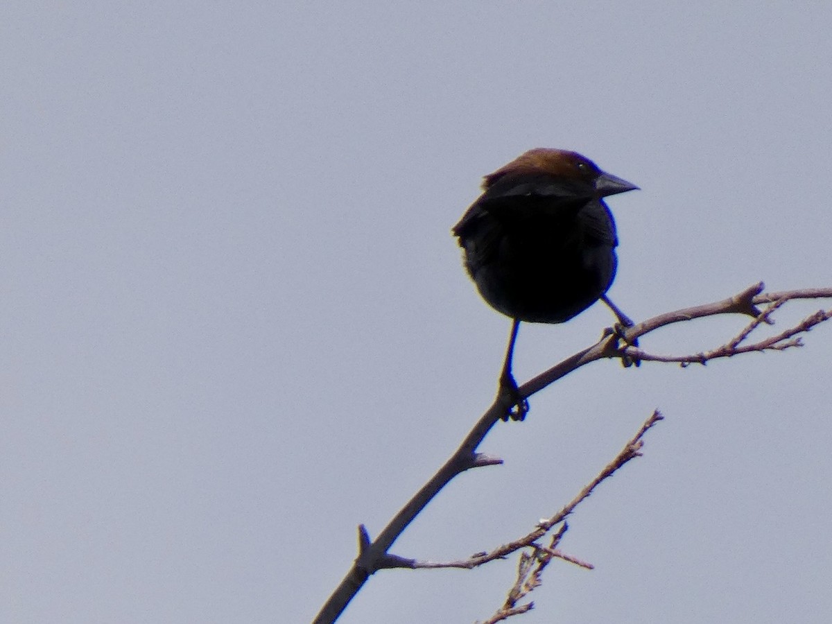 Brown-headed Cowbird - ML619634350