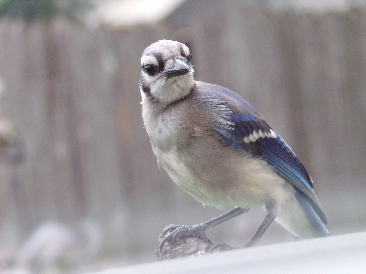 Blue Jay - Texas Bird Family