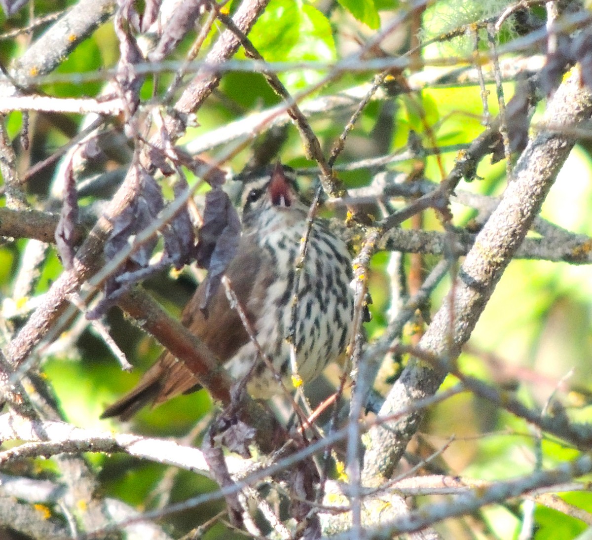 Northern Waterthrush - Norm Engeland