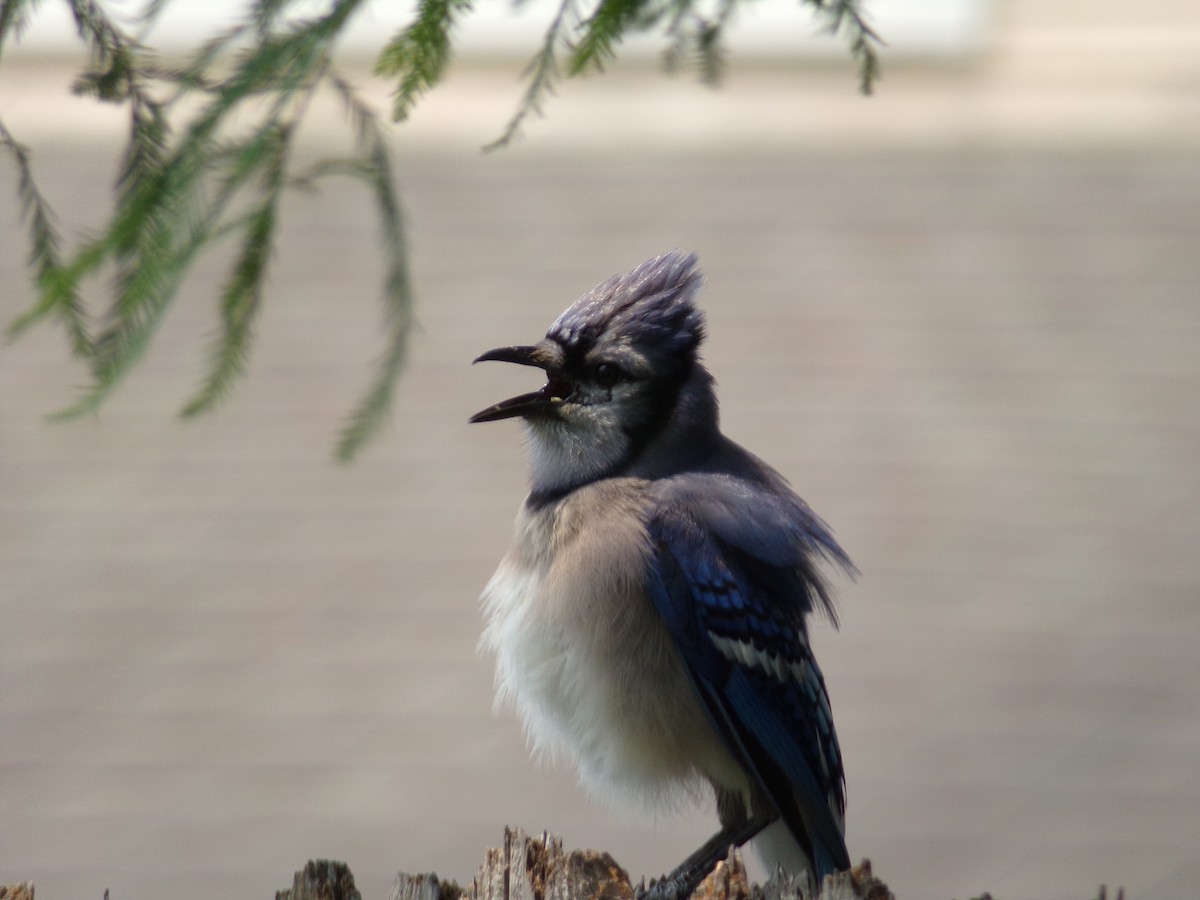 Blue Jay - Texas Bird Family