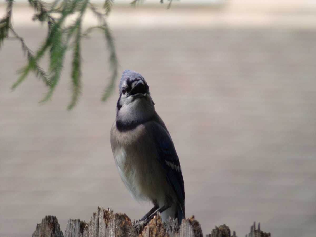 Blue Jay - Texas Bird Family