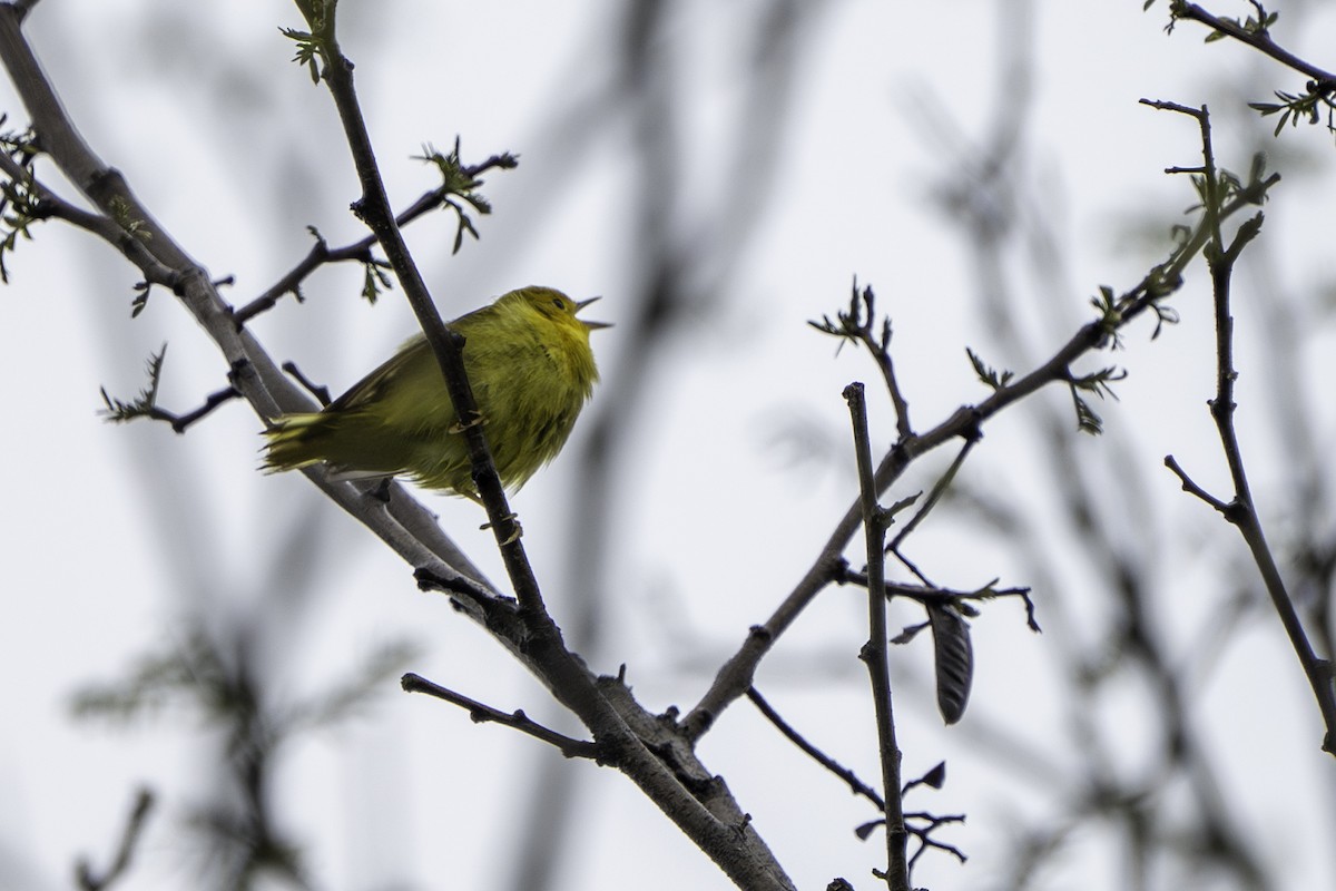 Yellow Warbler - ML619634363