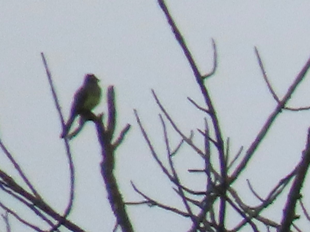 Great Crested Flycatcher - ML619634366