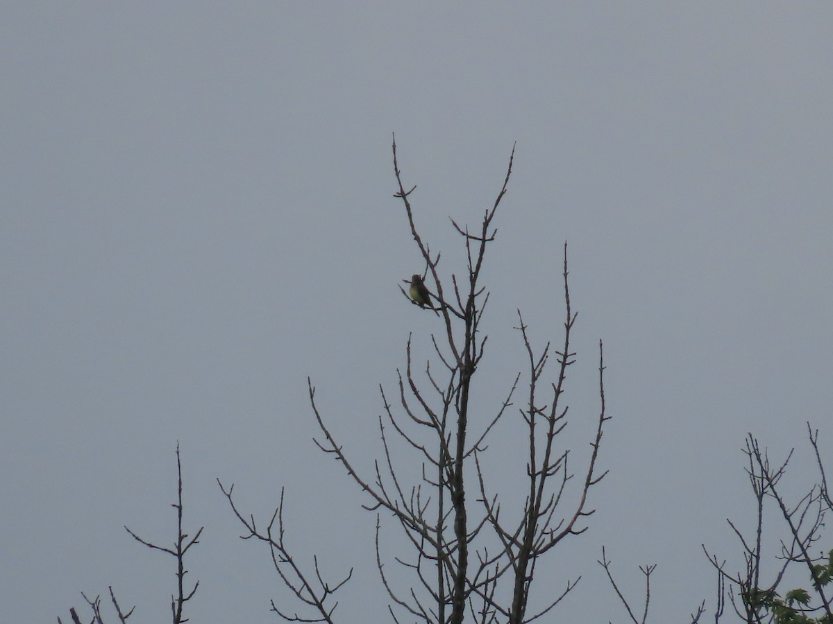 Great Crested Flycatcher - ML619634367