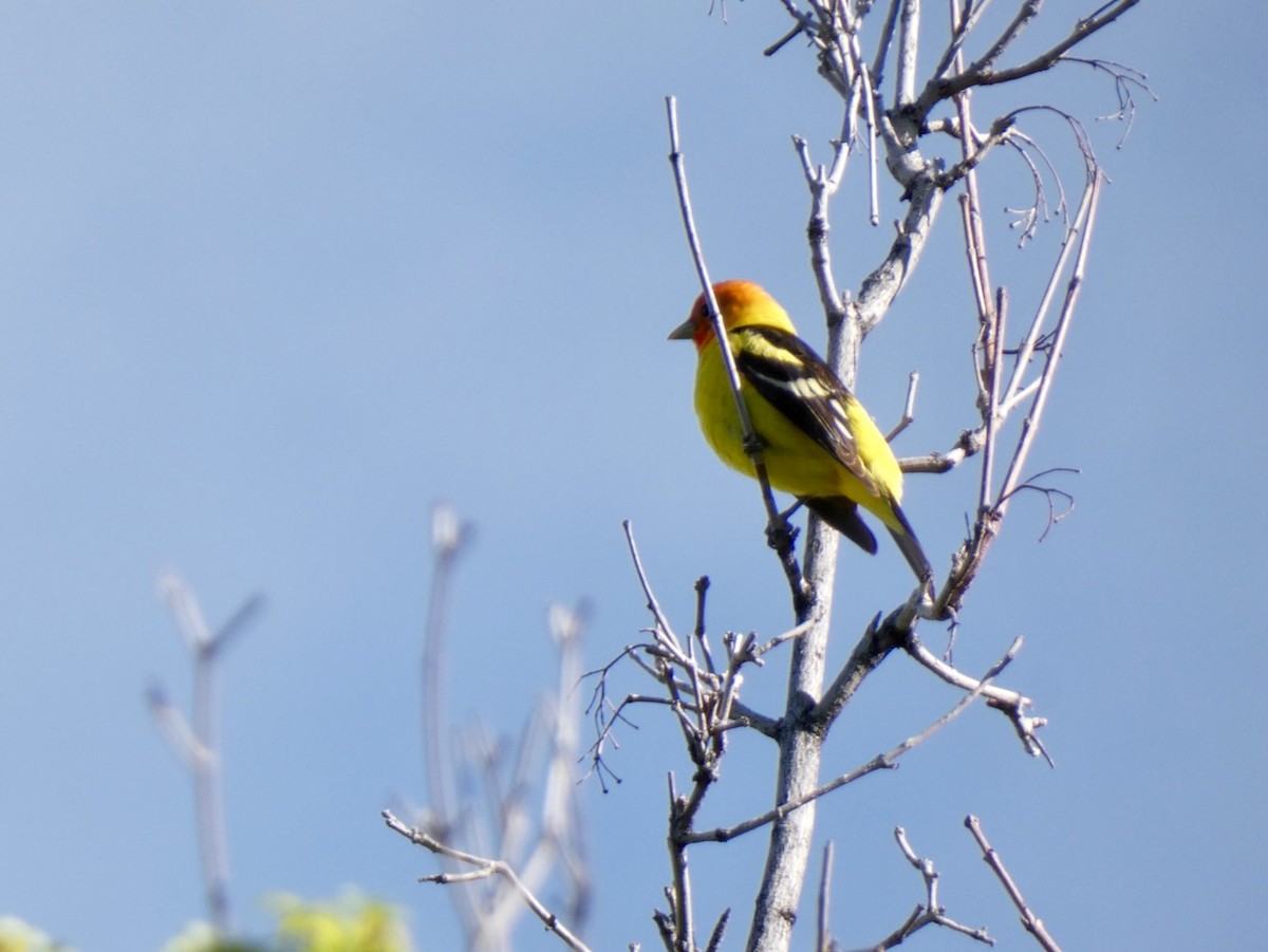 Western Tanager - Donna Feldman