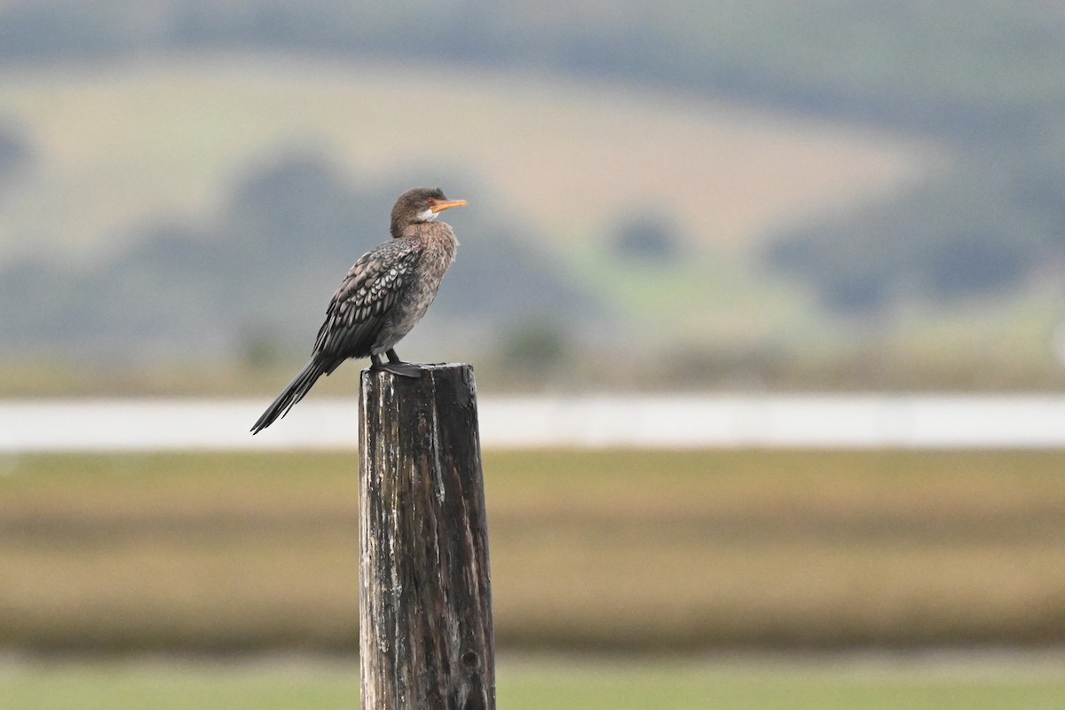 Long-tailed Cormorant - Marcelina Poddaniec