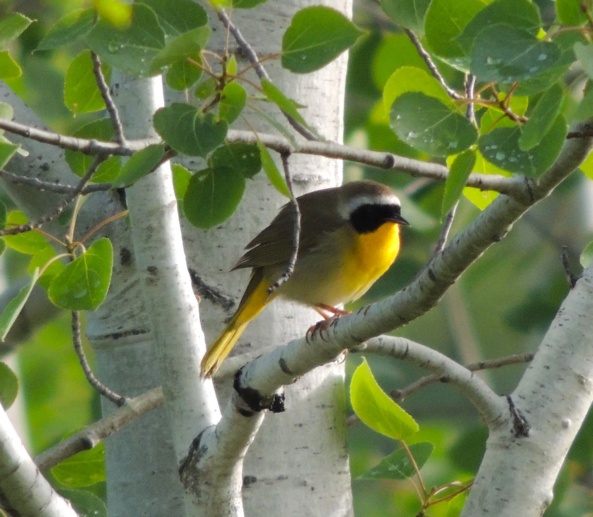 Common Yellowthroat - Norm Engeland