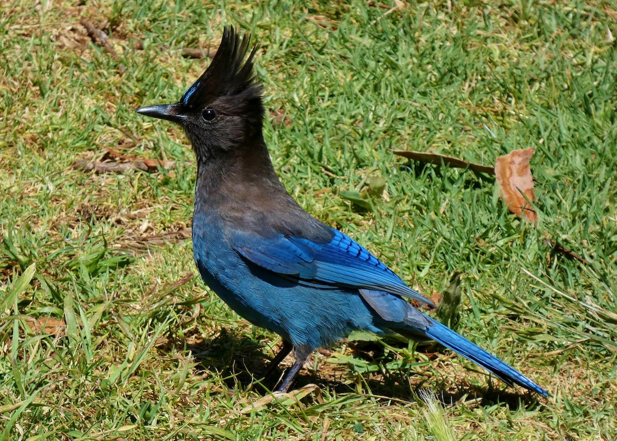 Steller's Jay - David Assmann