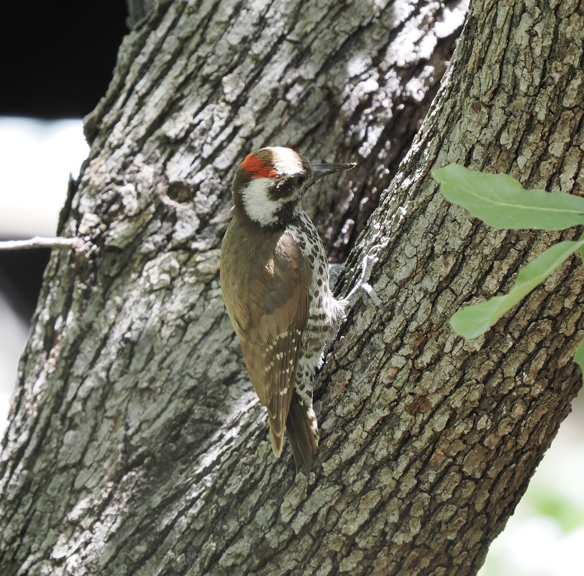 Arizona Woodpecker - Rishab Ghosh