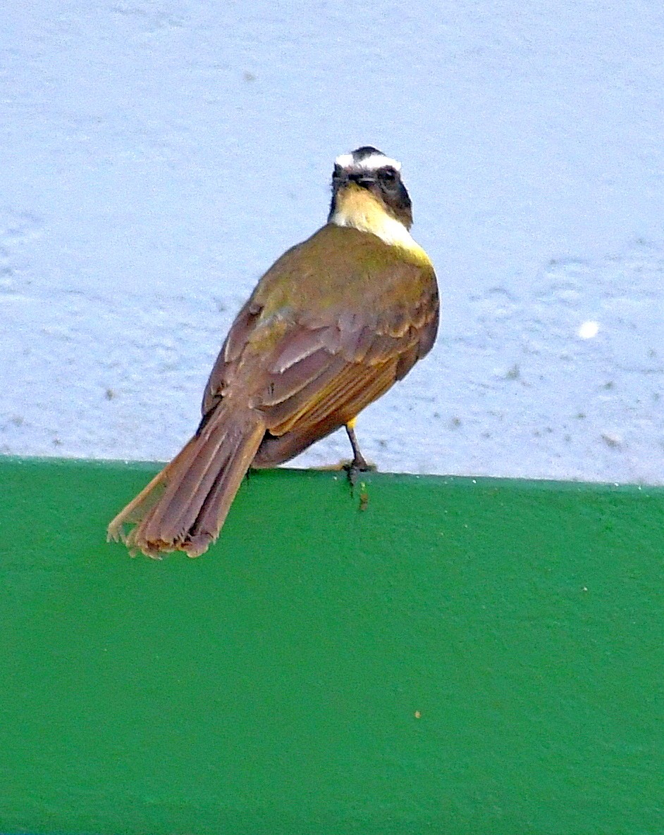 Great Kiskadee - Edward Clark