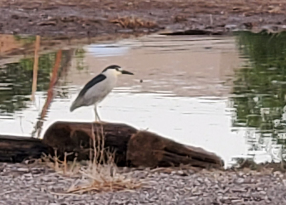 Black-crowned Night Heron - Nancy Cox