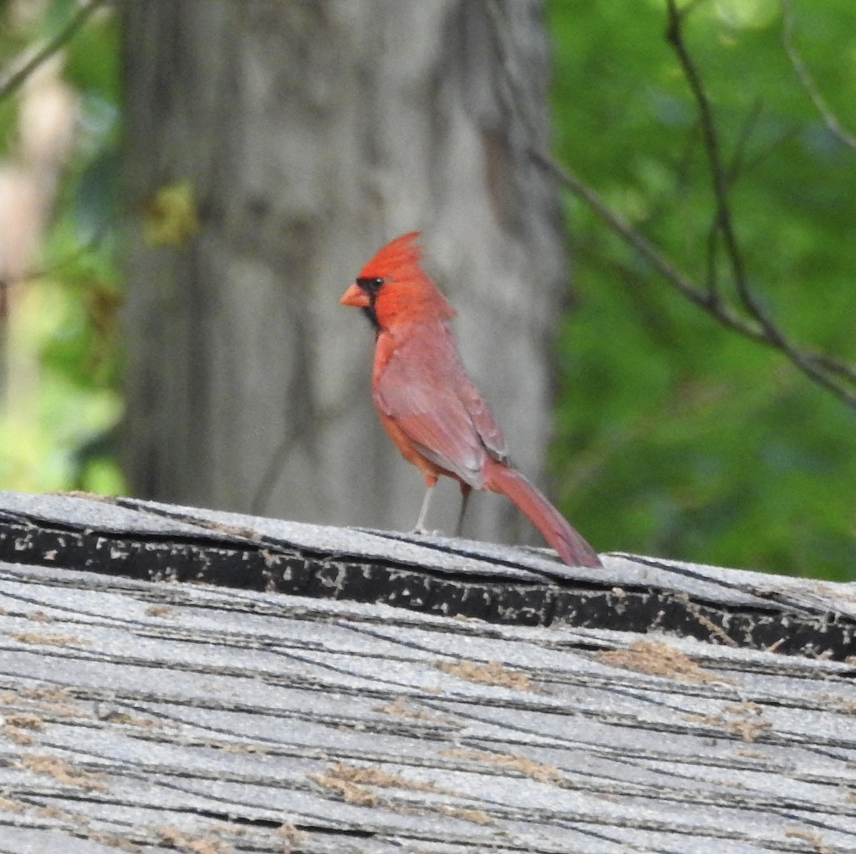 Cardinal rouge - ML619634387