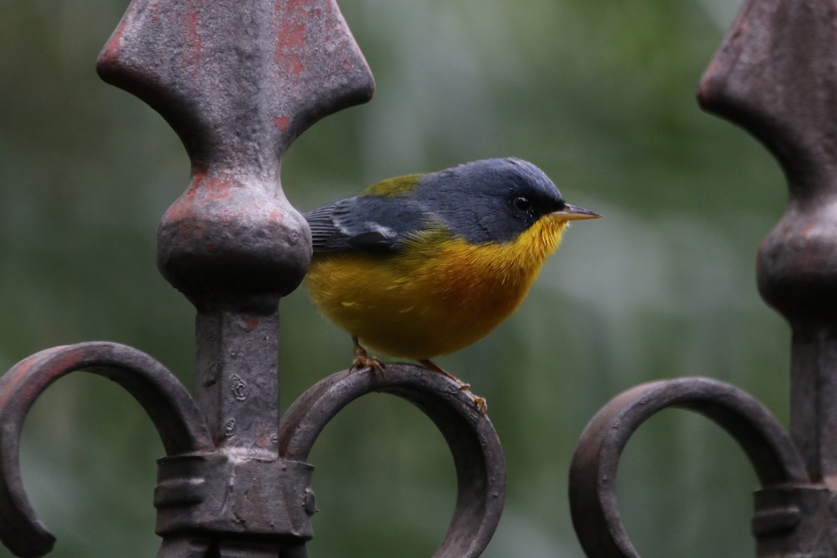 Tropical Parula - Haydee Cabassi