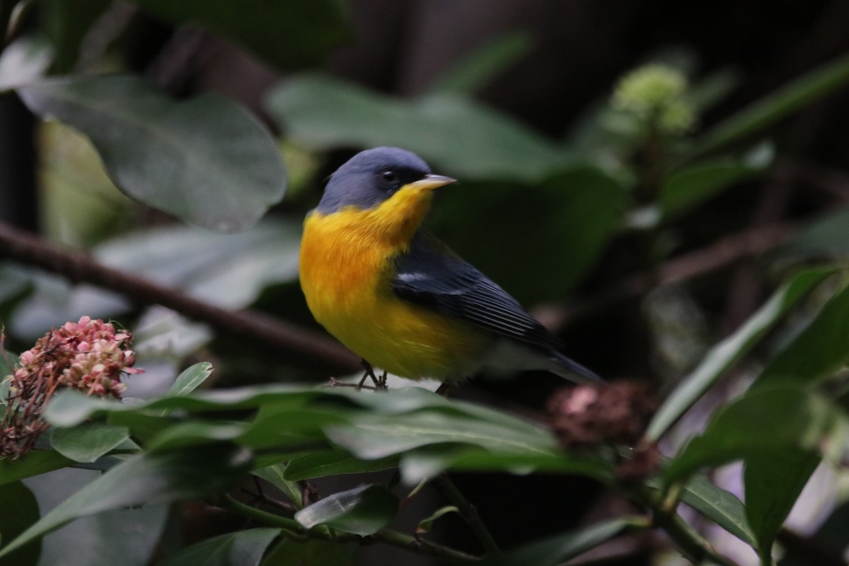 Tropical Parula - Haydee Cabassi