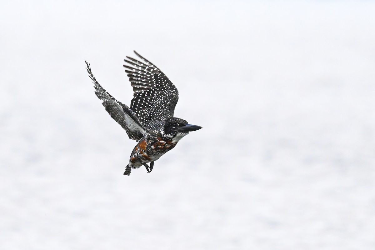 Giant Kingfisher - Marcelina Poddaniec