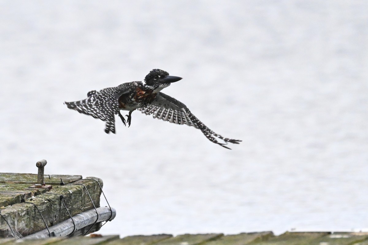 Giant Kingfisher - Marcelina Poddaniec