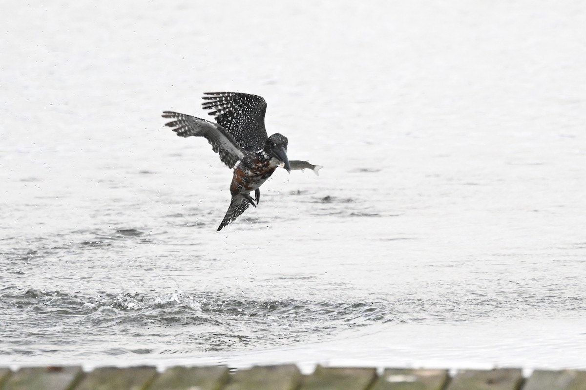 Giant Kingfisher - Marcelina Poddaniec