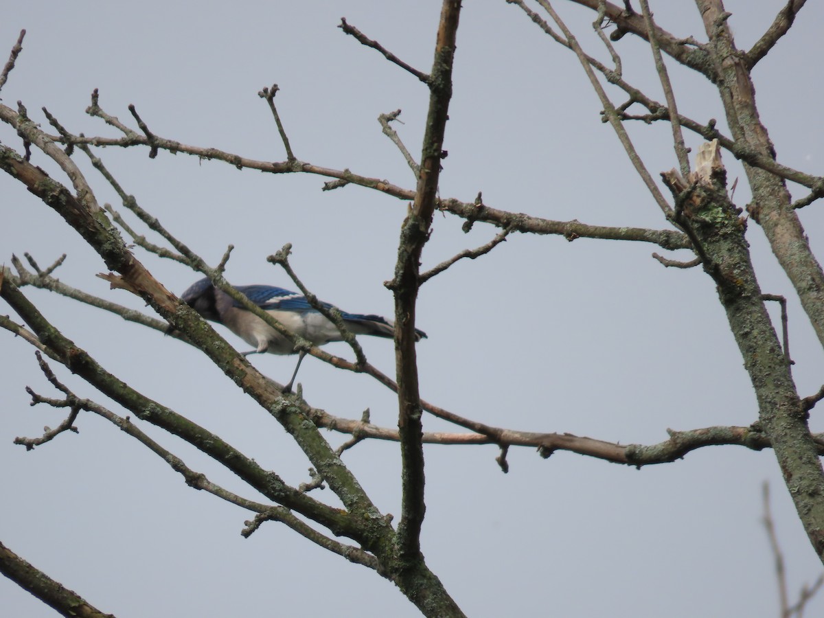 Blue Jay - Sandy Morrissey