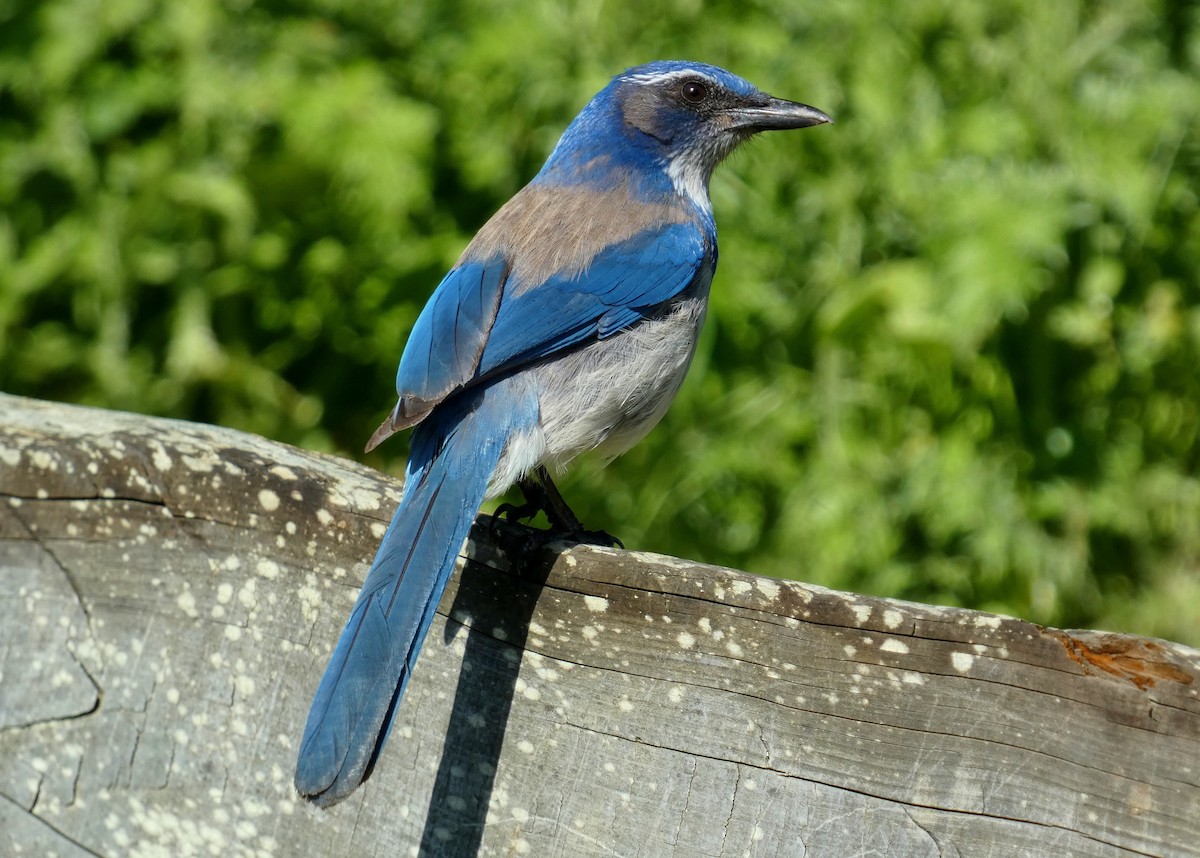 California Scrub-Jay - David Assmann