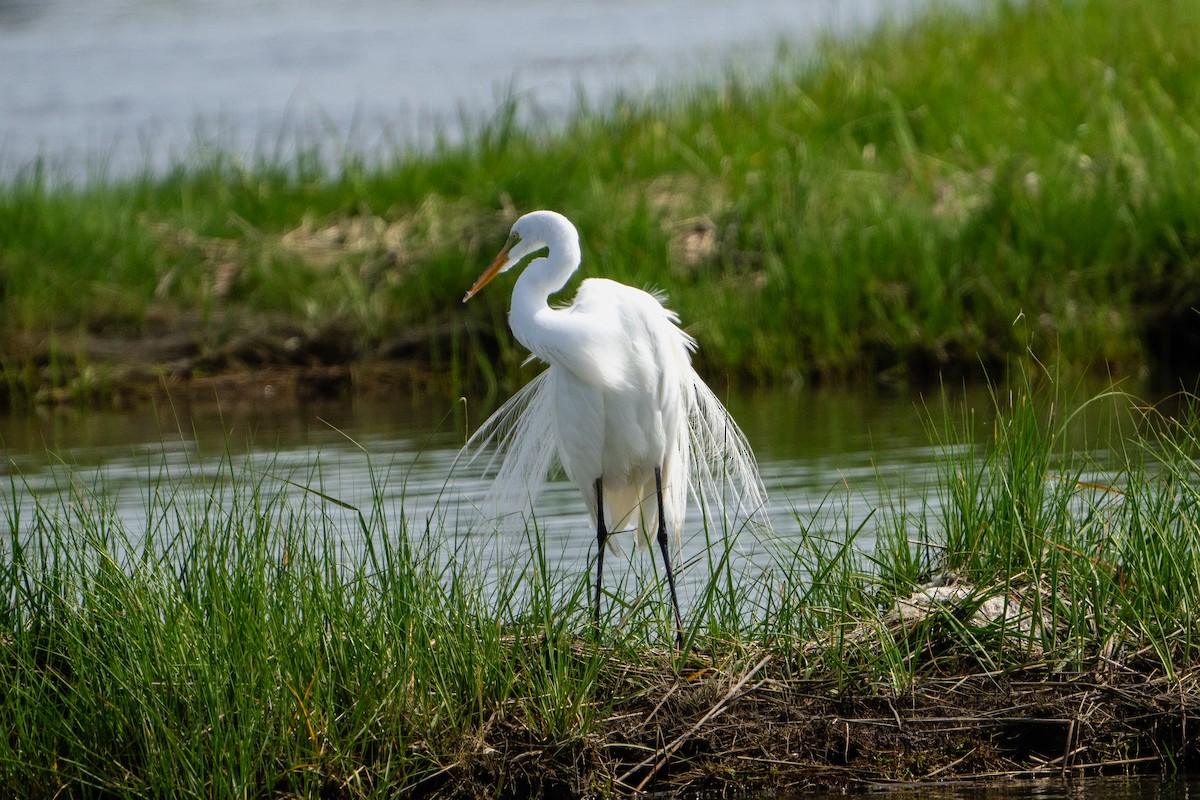 Great Egret - Timothy Flynn