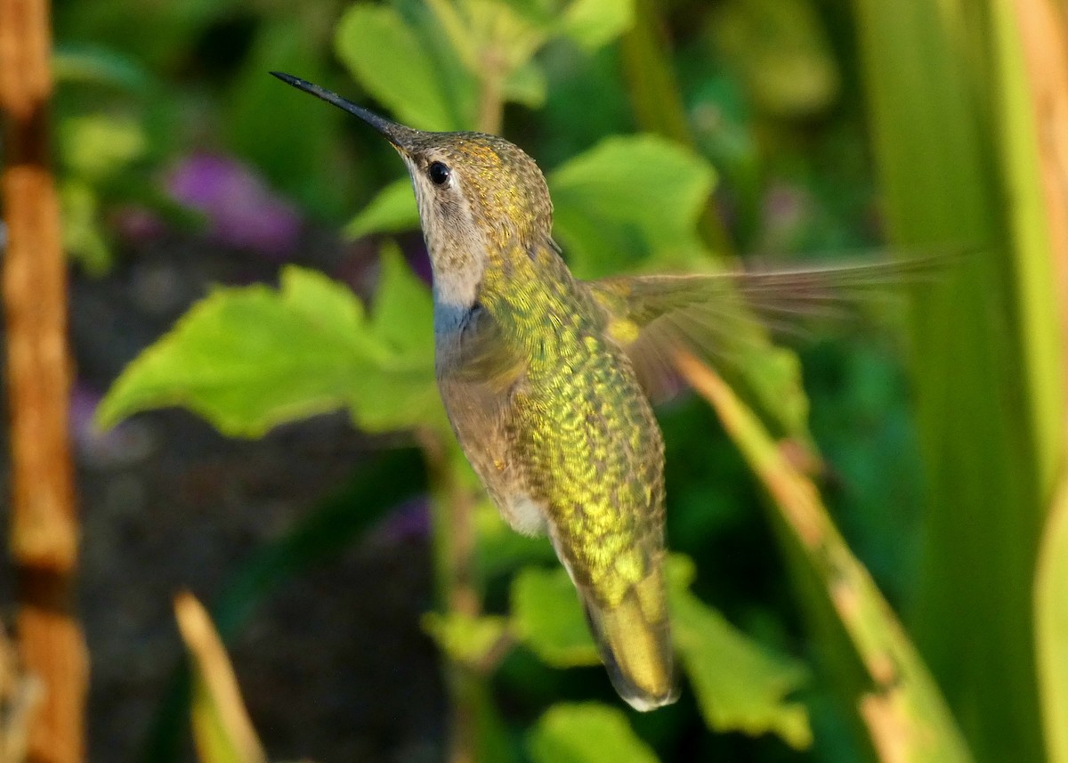 Anna's Hummingbird - David Assmann