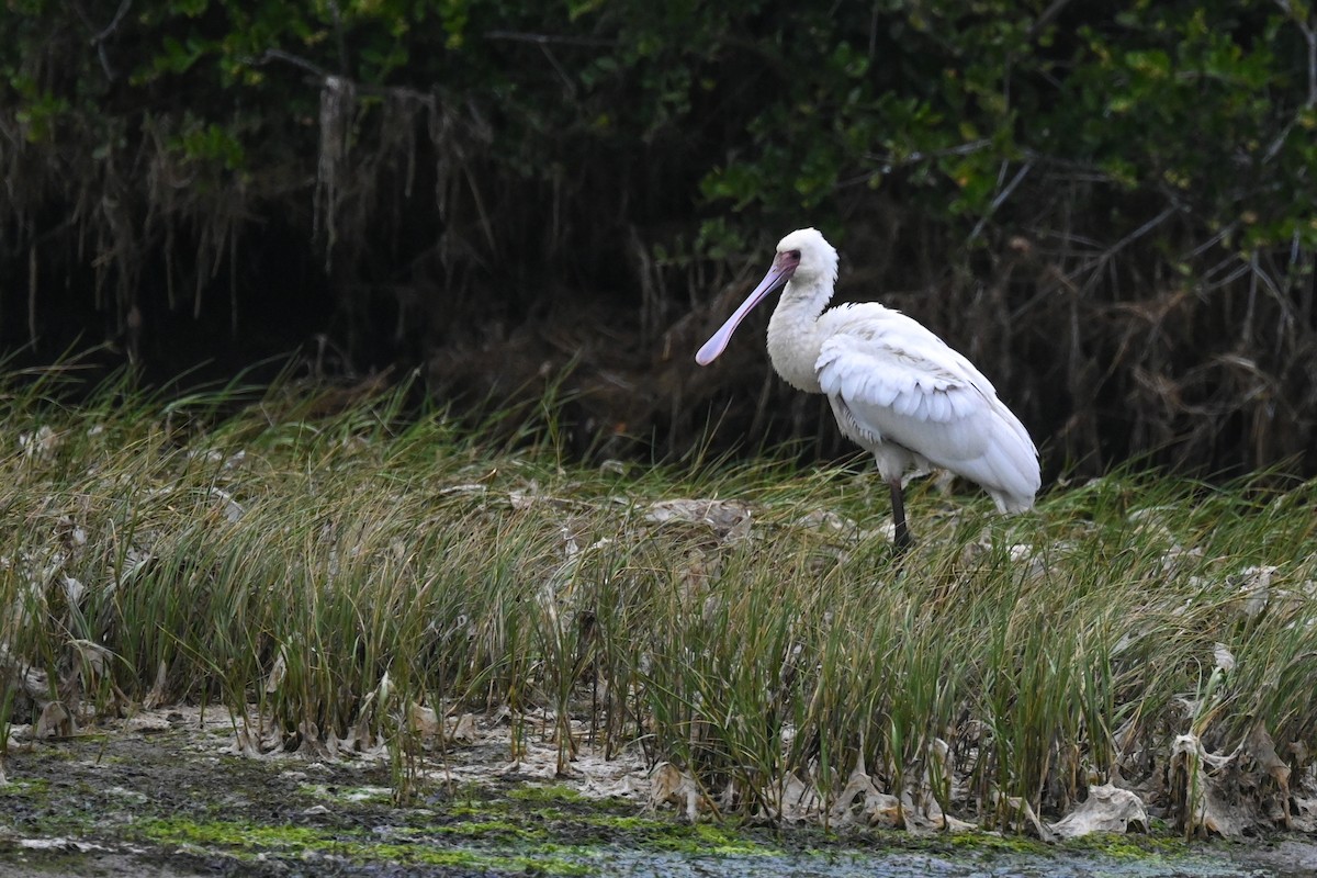 African Spoonbill - ML619634428