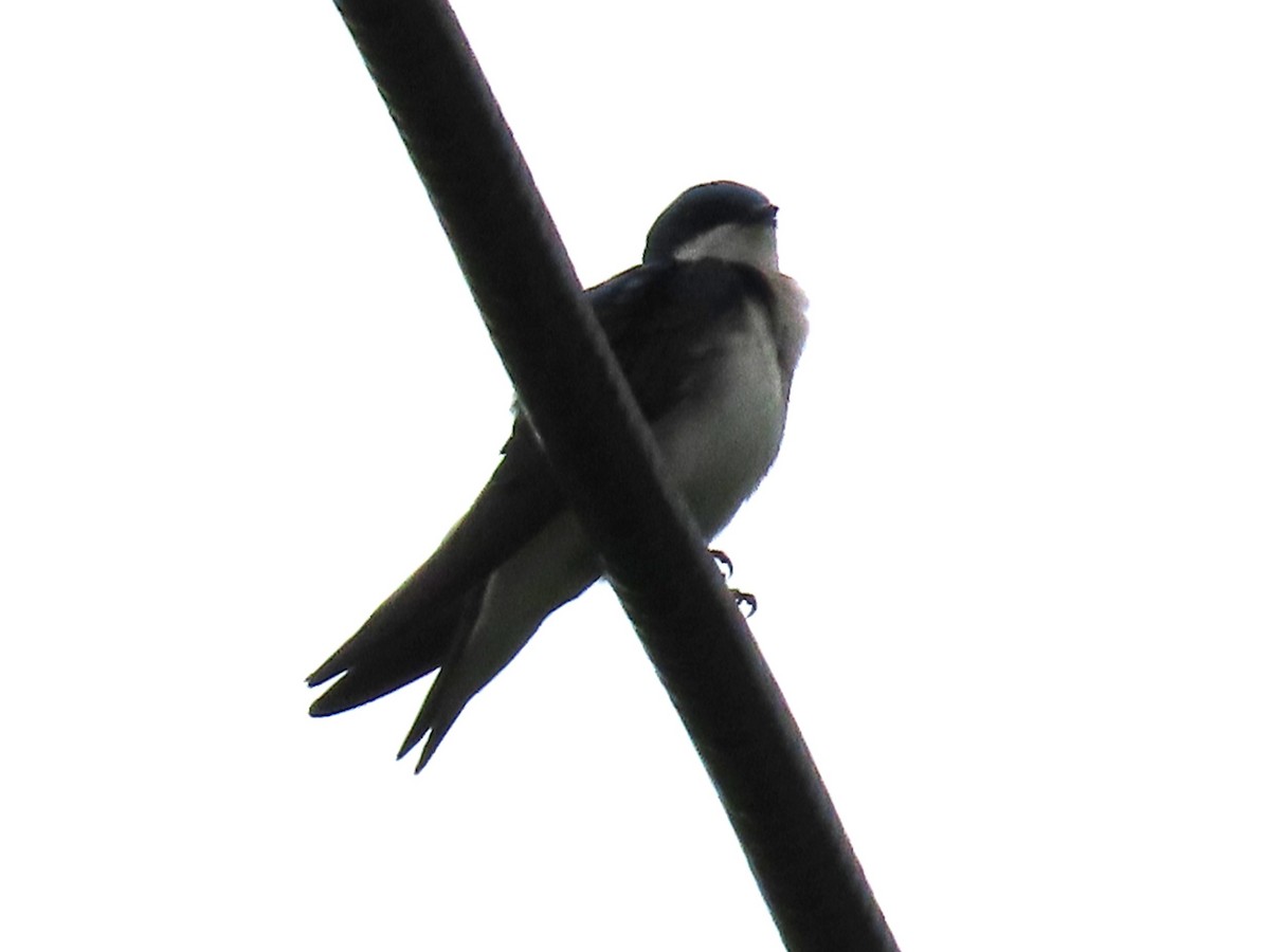 Tree Swallow - Sandy Morrissey