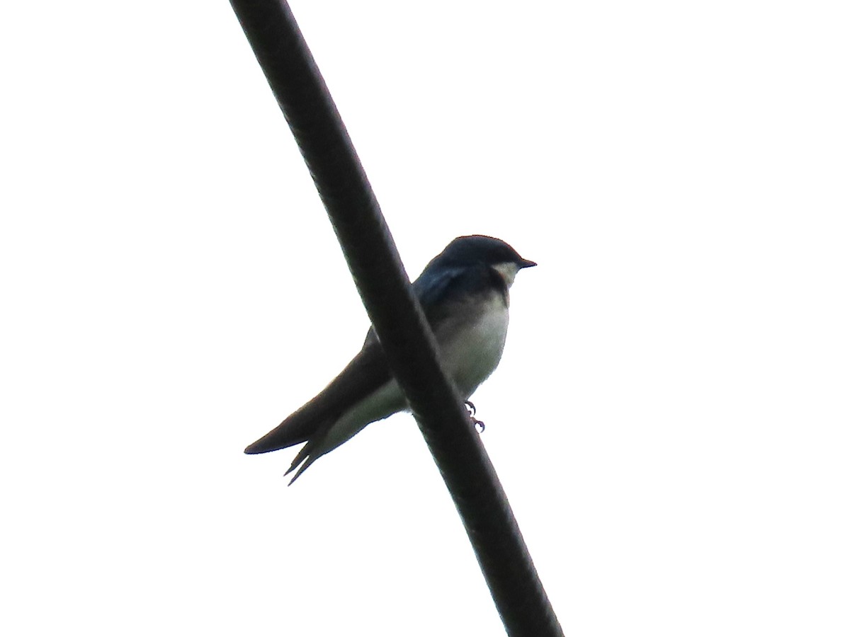 Tree Swallow - ML619634430