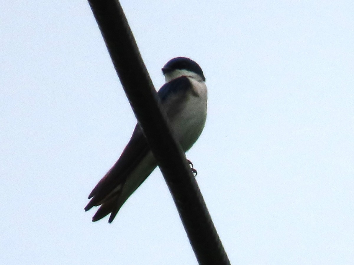 Tree Swallow - Sandy Morrissey