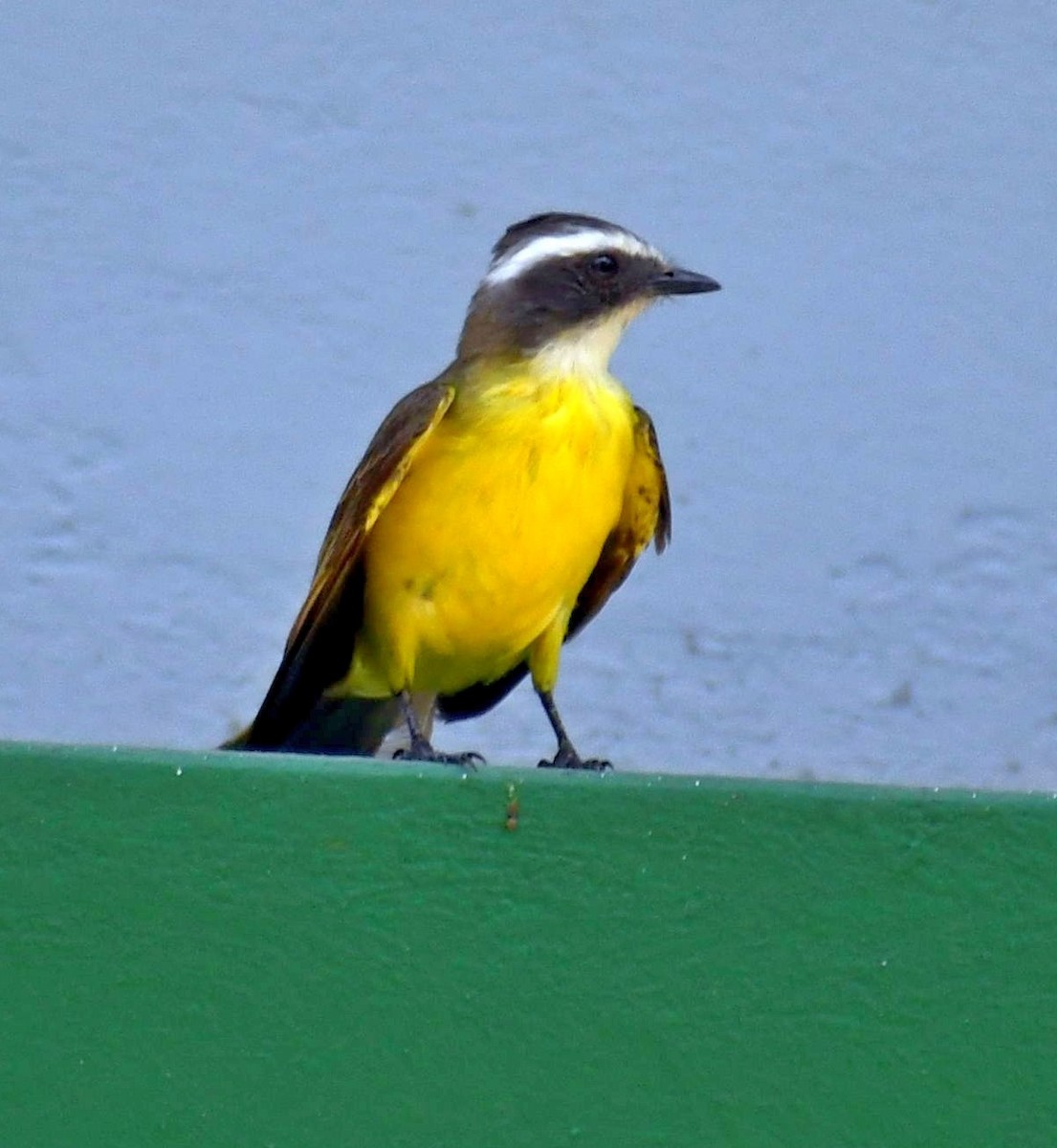 Great Kiskadee - Edward Clark