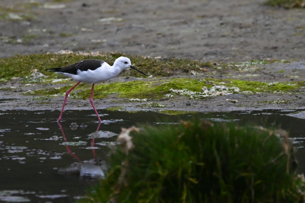 Black-winged Stilt - ML619634440