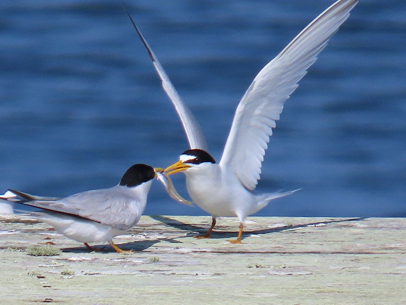 Least Tern - Karen Lebing