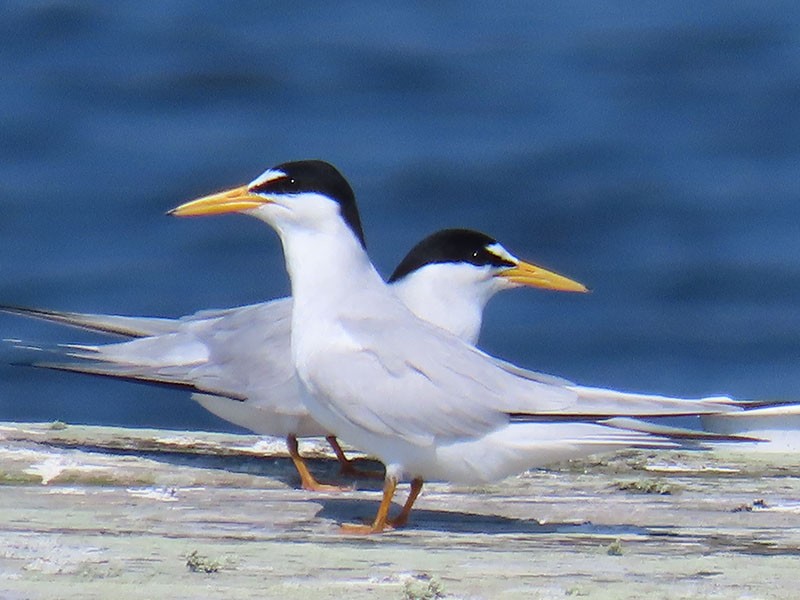 Least Tern - Karen Lebing