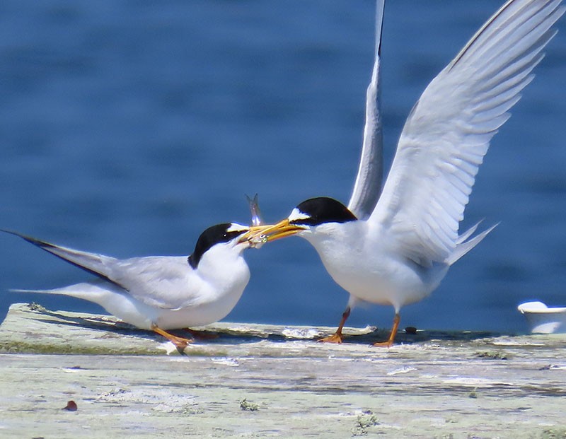 Least Tern - Karen Lebing