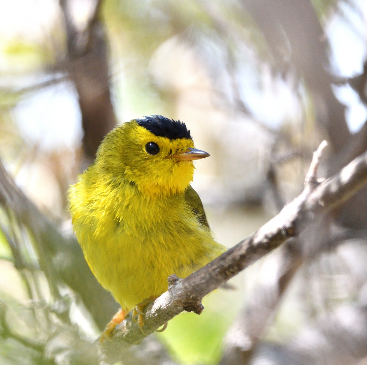 Wilson's Warbler - Sylvain Dallaire