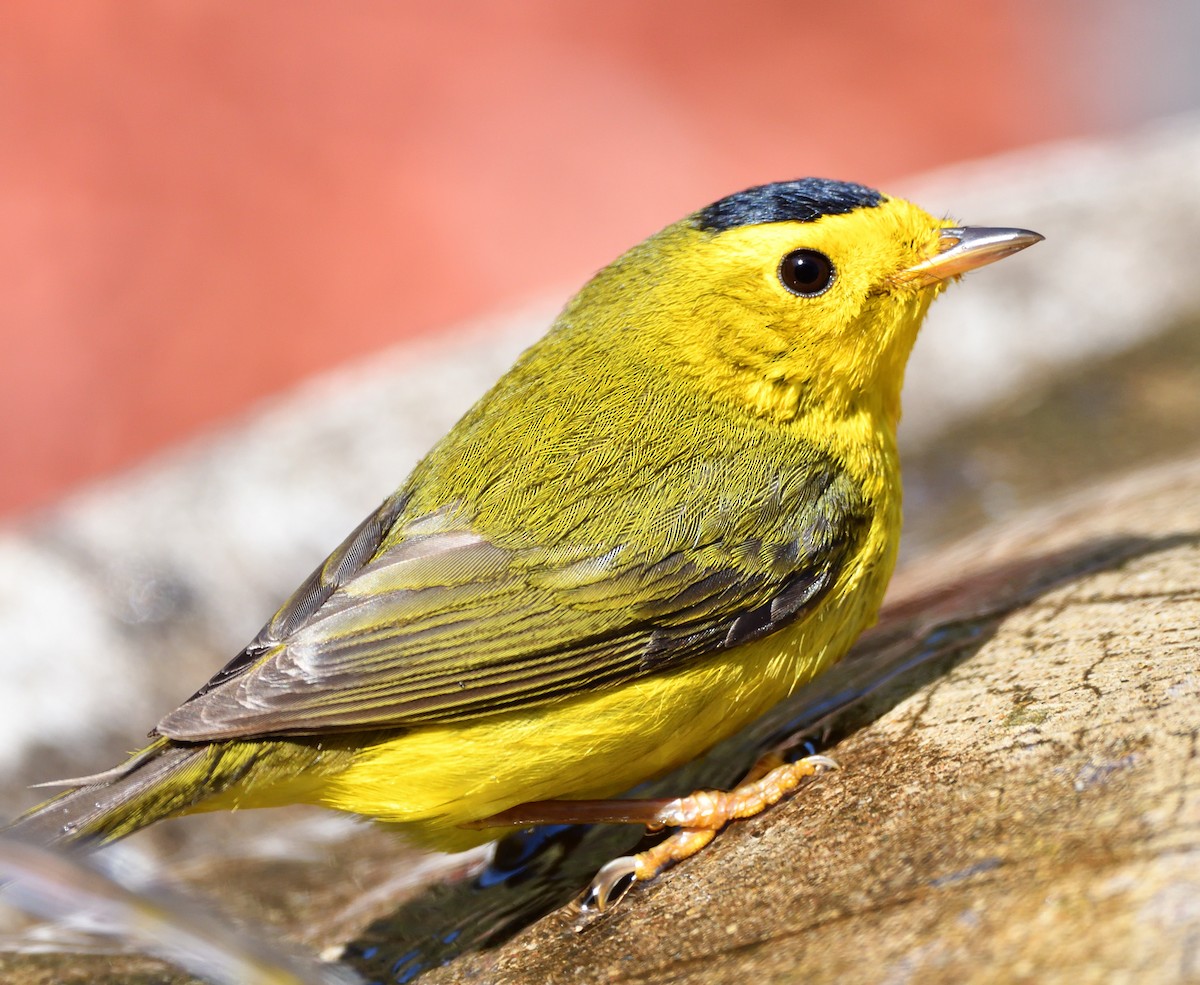 Wilson's Warbler - Sylvain Dallaire