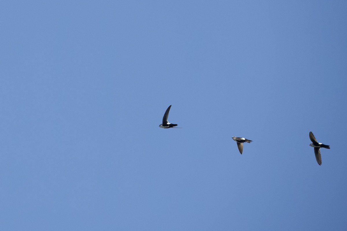 White-throated Swift - Mark Elness