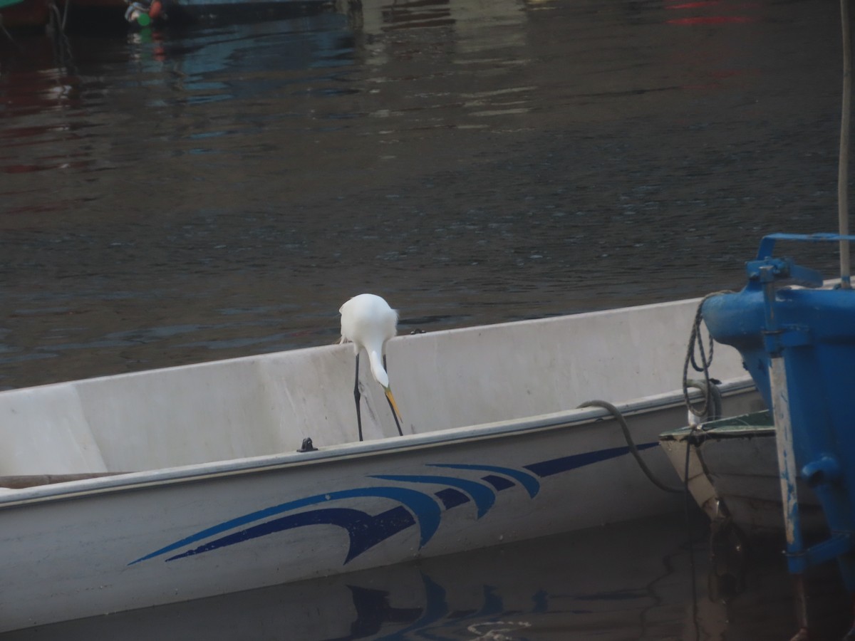 Great Egret - Joelma Mesquita