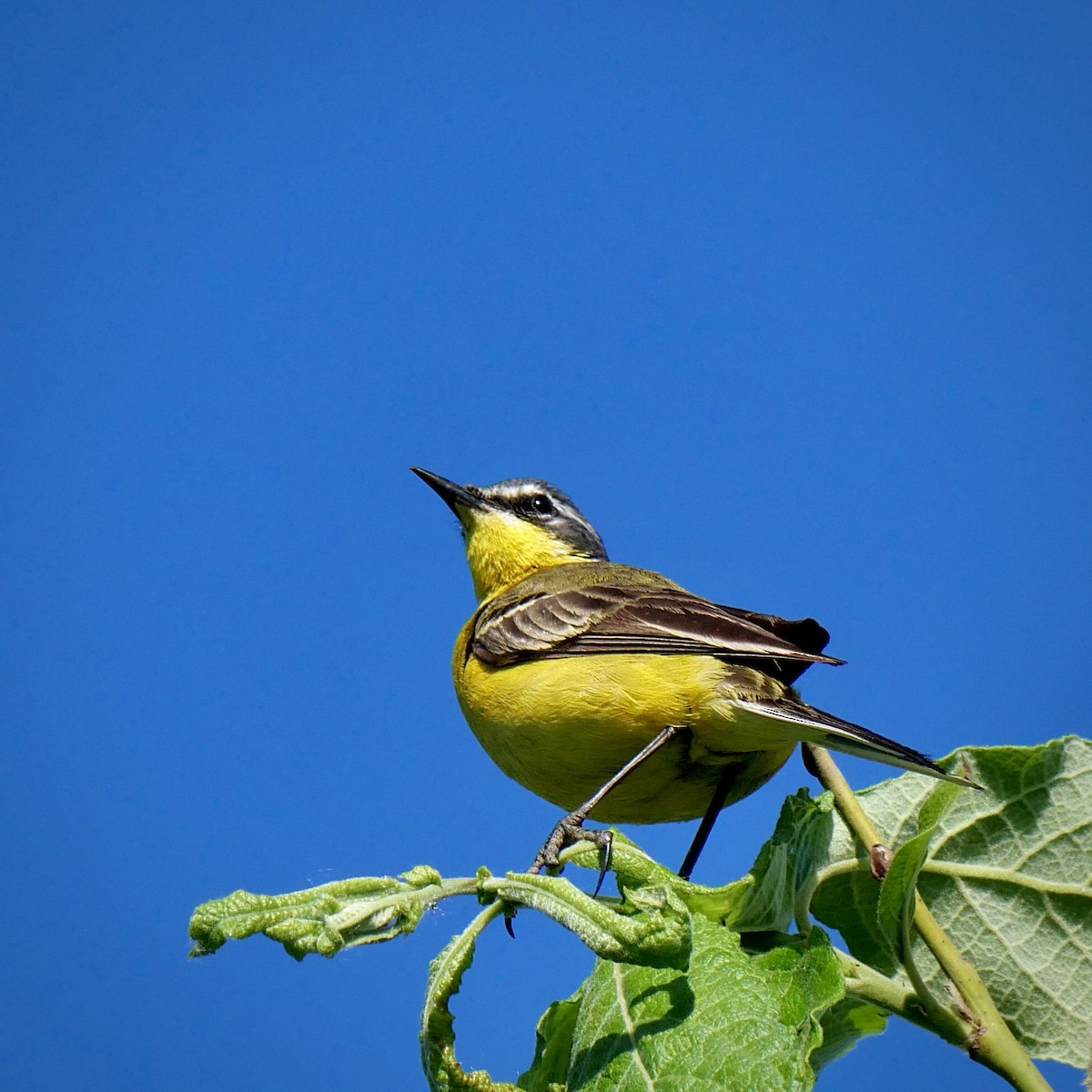 Western Yellow Wagtail - Anonymous