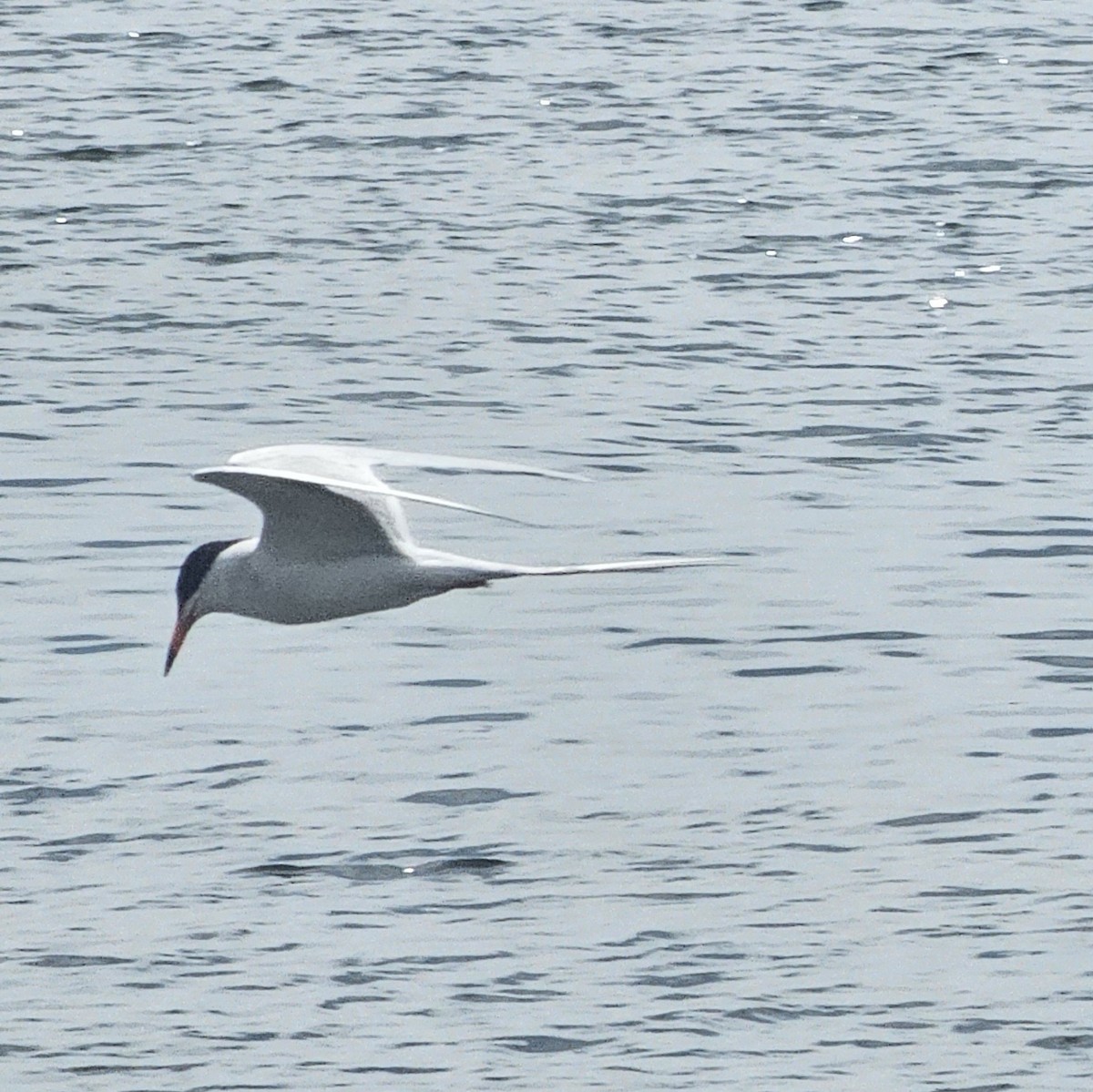 Forster's Tern - Graeme Hinde